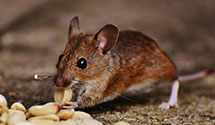 24 Hour & Emergency Exterminators in Avon By The Sea, NJ